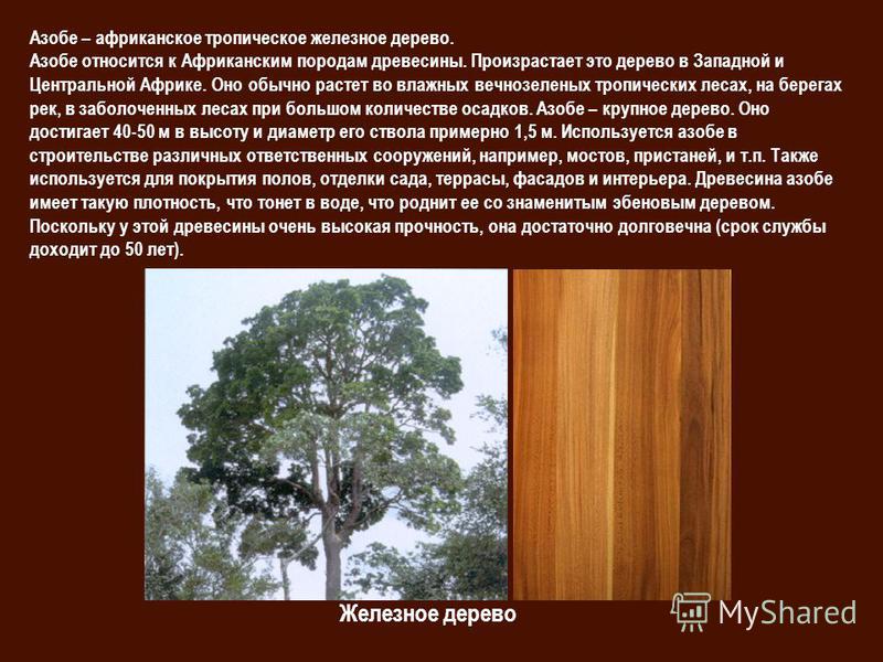 Железное дерево фото и описание