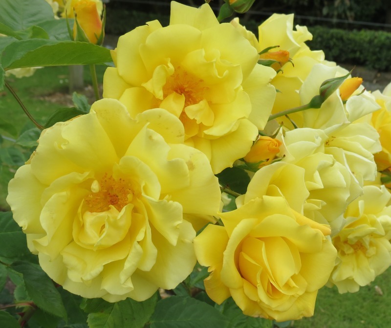 Роза плетистая желтая фото