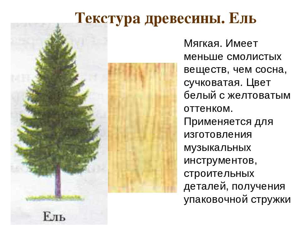 Значение дерева ели. Ель строение дерева. Строение хвойного дерева. Описание древесины ели. Характеристика древесины ель.