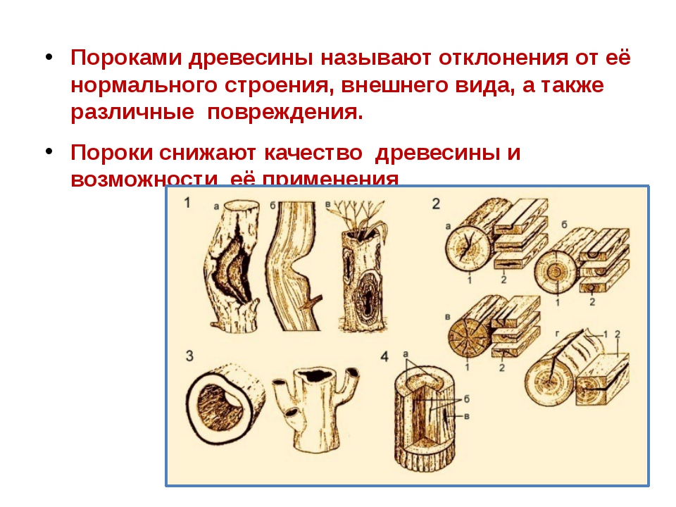 Пороки древесины с картинками