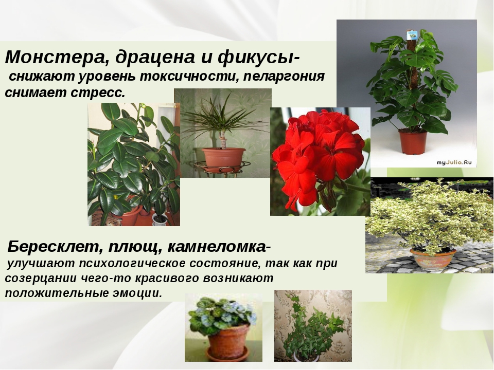 Комнатные цветы убийцы фото с названиями и описанием