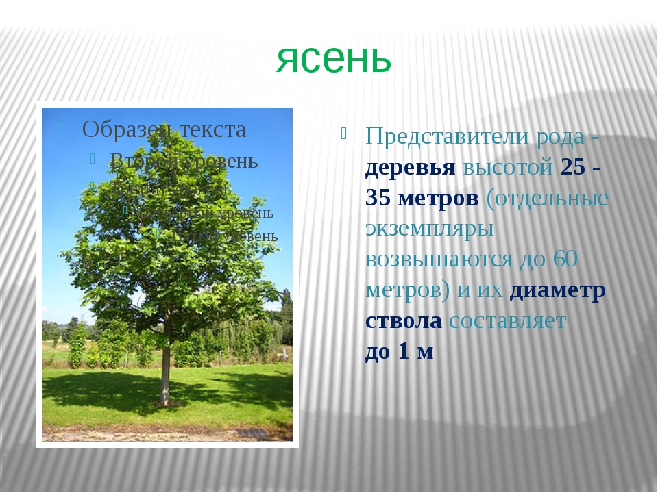 Ясень дерево описание фото где растет в россии