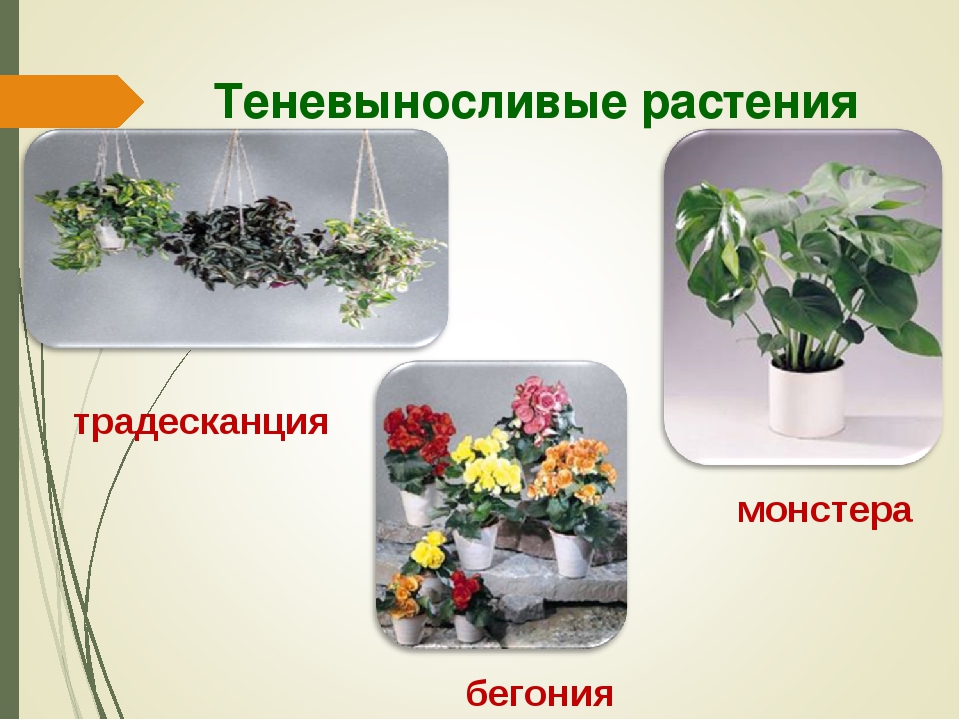 Комнатные засухоустойчивые растения фото и названия