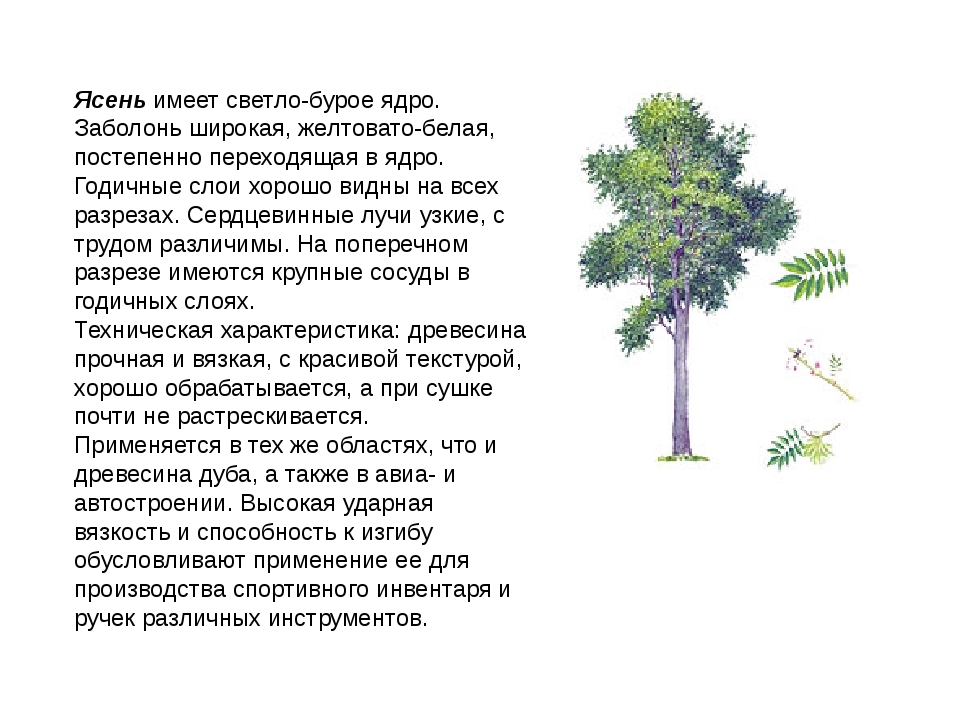 Дети ясеня. Ясень дерево краткое описание. Доклад про ясень. Сообщение о дереве ясень.