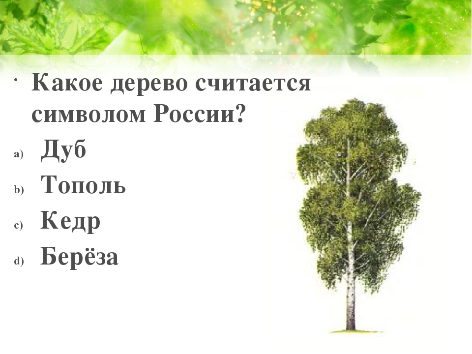 Какие деревья являются символом. Какое дерево символ России. Какое дерево считается символом России. Деревья России береза. Береза символ России.