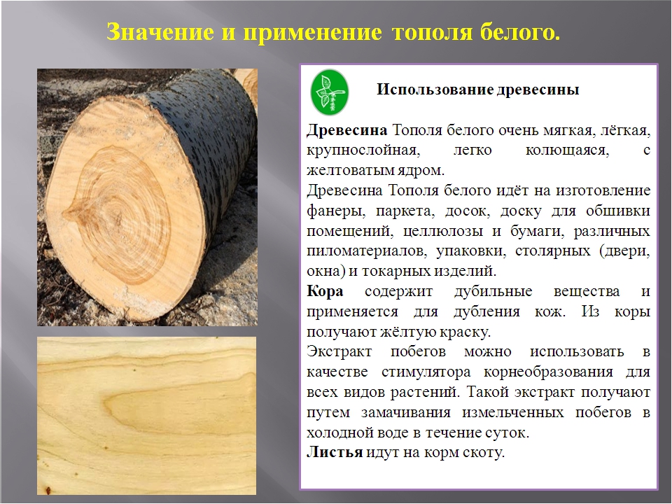 Дерева можно применять для. Тополь структура древесины. Тополь древесина характеристика. Применение древесины. Использование древесины тополя.