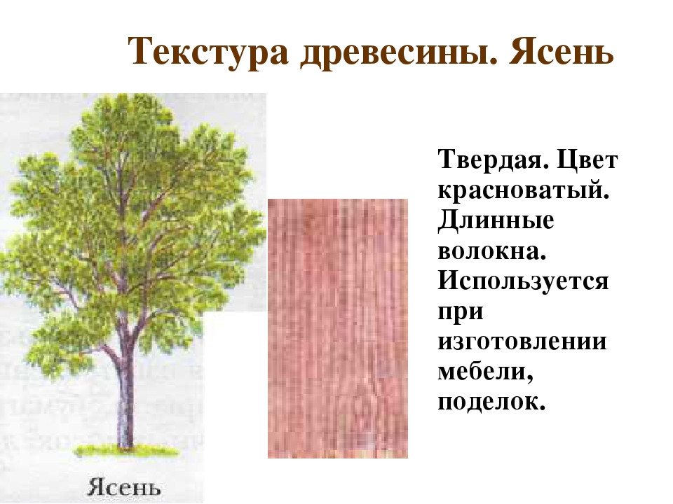 Характеристики ясеня. Ясень порода дерева. Ясень древесина характеристики. Ясень структура древесины.