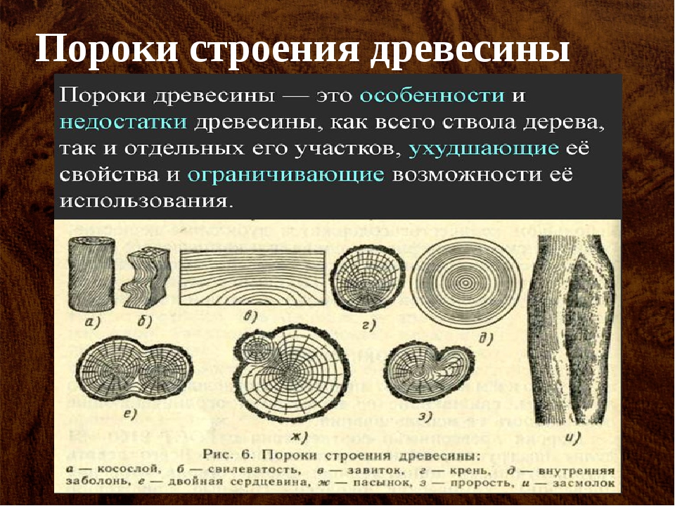 Породы и пороки древесины. Пороки древесины. Пороки строения дерева. Пороки древесины 6 класс. Пороки древесины строения древесины.