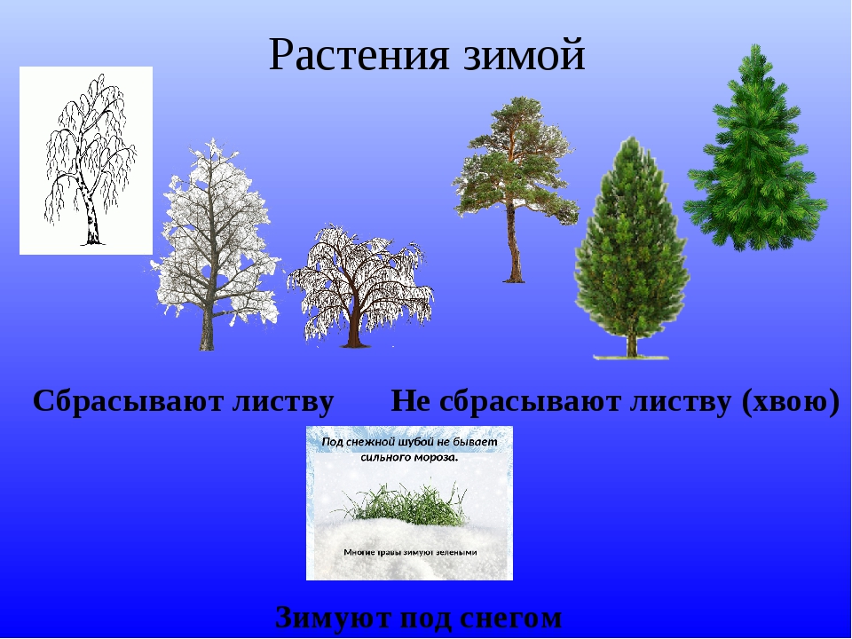 Жизнь растений зимой 2 класс презентация. Растения зимой названия. Растения которые сбрасывают листву. Лиственные и хвойные деревья зимой. Растения, которые не сбрасывают листву на зиму.