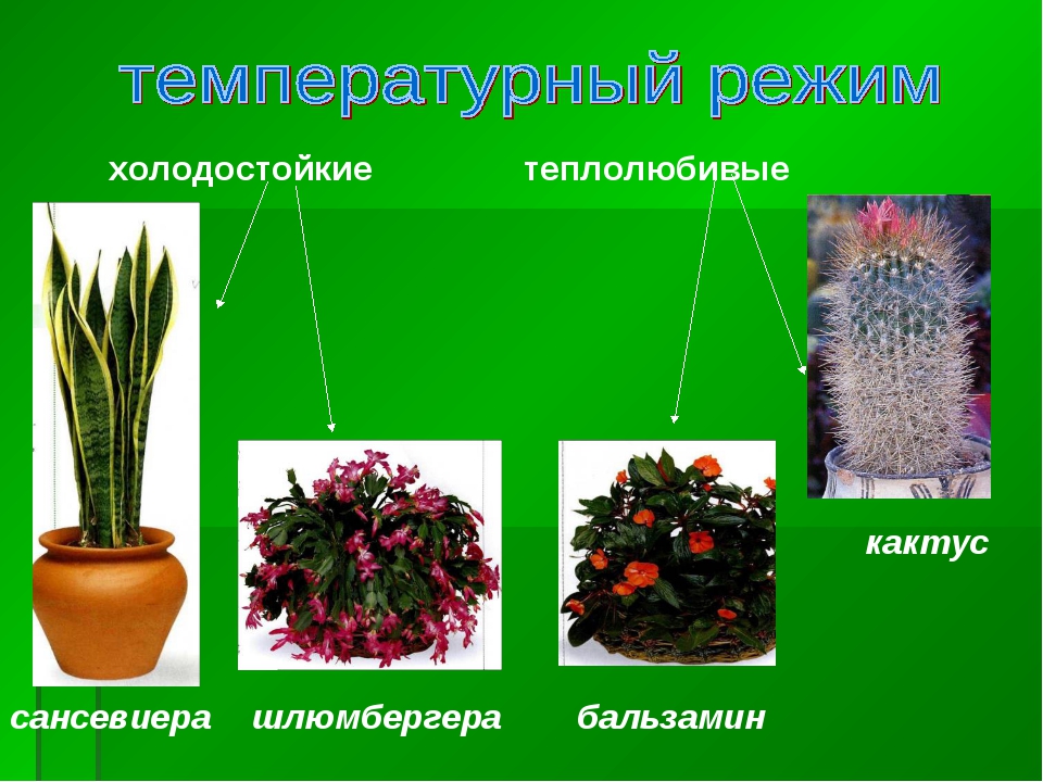 Влаголюбивые растения комнатные 2 класс рисунок для детей