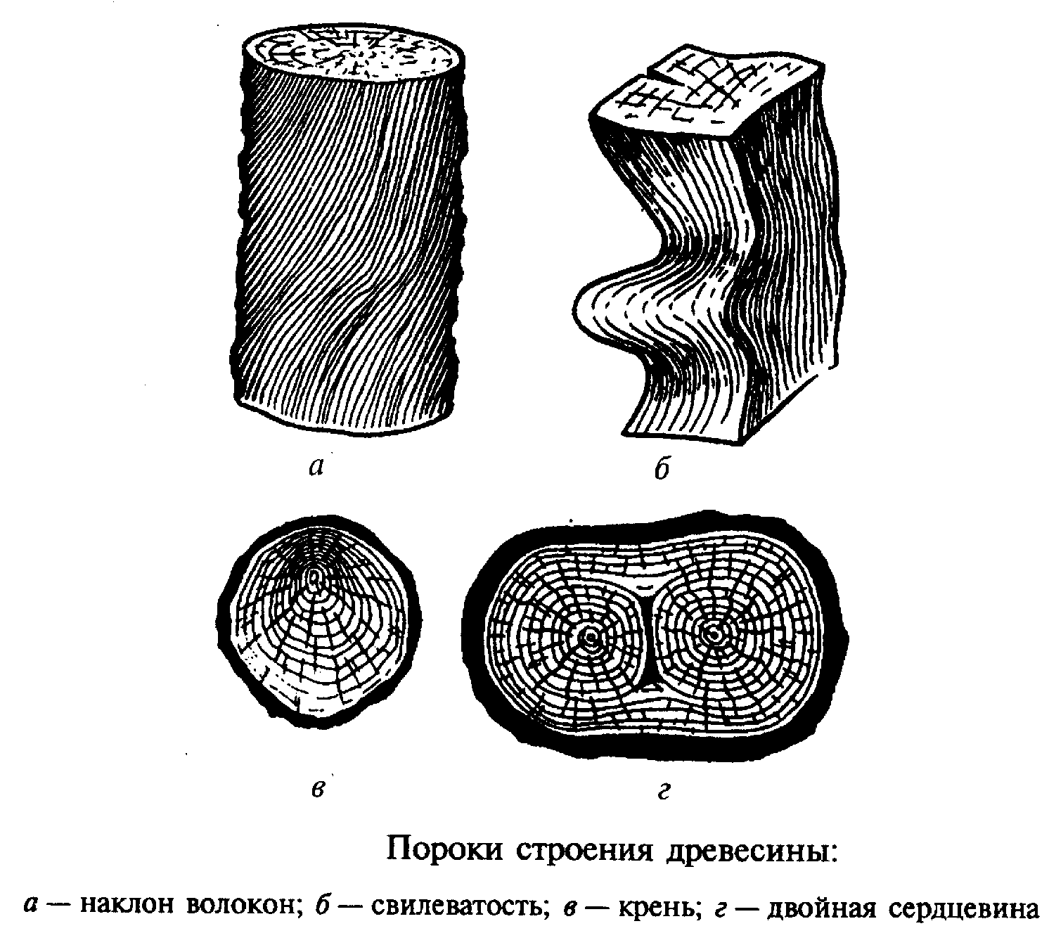 Пороки древесины технология. Строение древесины. Разрезы древесины. Сердцевина древесины. Структура древесины.