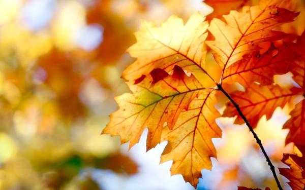 Красивые Фото С Осенними Листьями