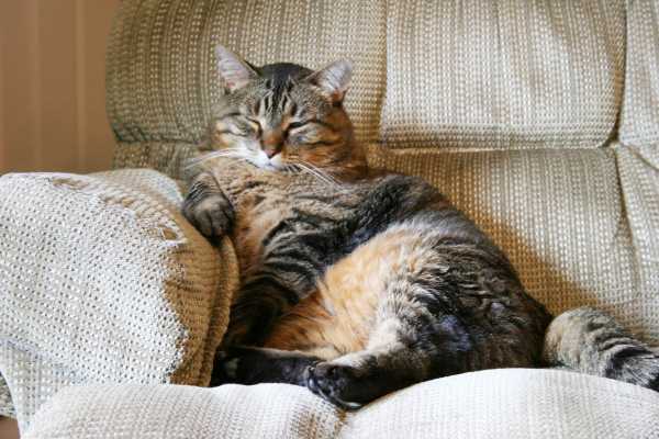 Чистка дивана от кошачьей мочи на дому
