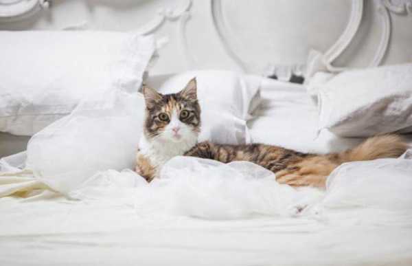 Отучить котенка гадить на кровать