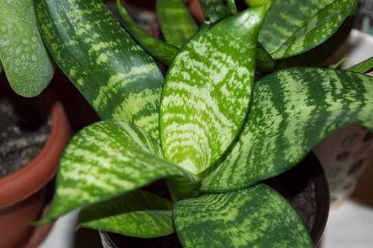 Не ядовитые комнатные растения названия и фото Ядовитые