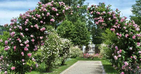 Плетистые розы в ландшафтном дизайне дачного участка реальное фото